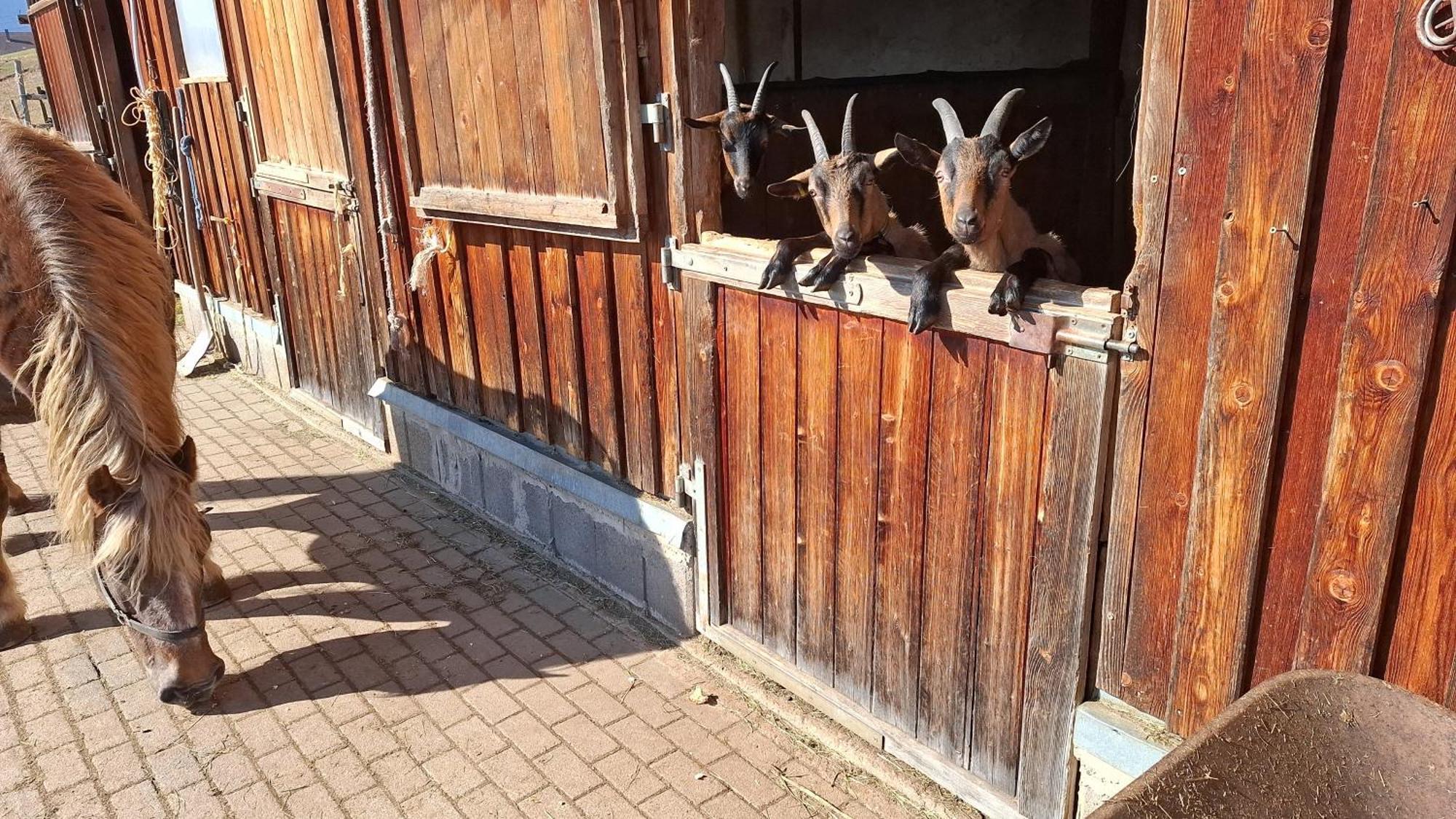 Schwarzwaldstube Lejlighed Titisee-Neustadt Eksteriør billede